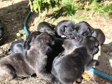 Siyah İnciler French Bulldog