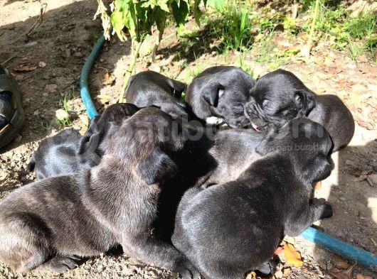 Siyah İnciler French Bulldog görsel