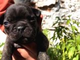 Siyah İnciler French Bulldog