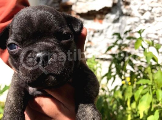 Siyah İnciler French Bulldog görsel