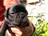 Siyah İnciler French Bulldog