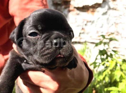 Siyah İnciler French Bulldog görsel