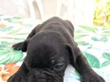 Siyah İnciler French Bulldog