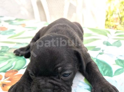 Siyah İnciler French Bulldog görsel