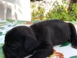 Siyah İnciler French Bulldog