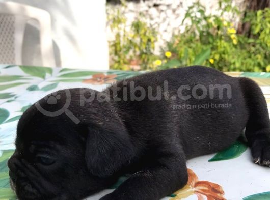 Siyah İnciler French Bulldog görsel
