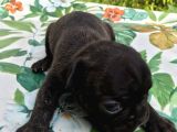 Siyah İnciler French Bulldog