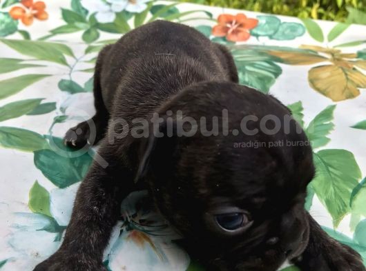 Siyah İnciler French Bulldog görsel