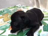 Siyah İnciler French Bulldog