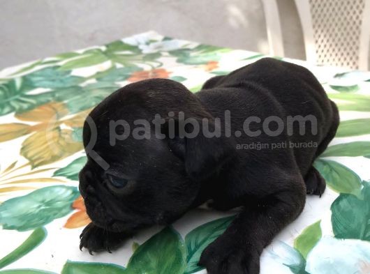 Siyah İnciler French Bulldog görsel