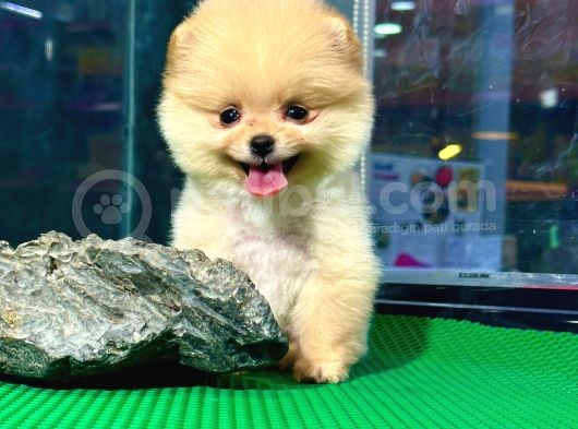 A Kalite Pomeranian Boo Bebekler görsel