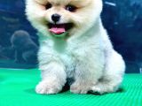 Mükemmel Ayıcık Surat Pomeranian Boo Bebekler
