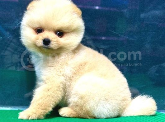 A Kalite Pomeranian Boo Bebekler görsel