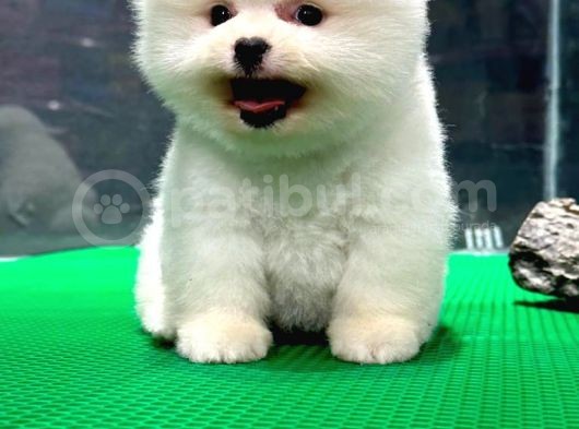 Secereli Mükemmel Kalite Pomeranian Boo