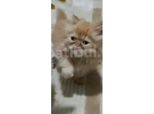 2 Aylık Erkek Dişi İran Kedisi görsel