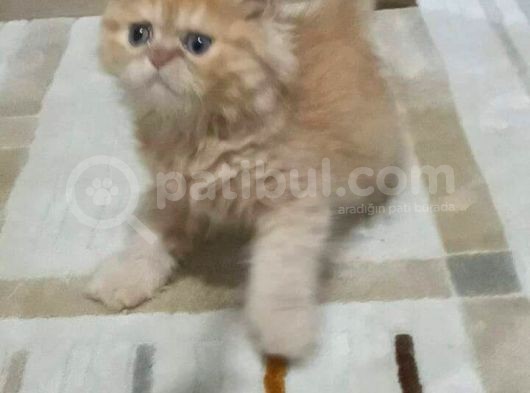 2 Aylık Erkek Dişi İran Kedisi