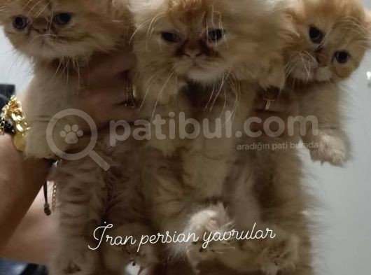 2 Aylık Erkek Dişi İran Kedisi görsel