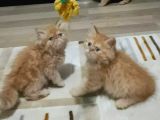 2 Aylık Erkek Dişi İran Kedisi