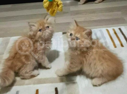 2 Aylık Erkek Dişi İran Kedisi görsel