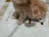 2 Aylık Erkek Dişi İran Kedisi