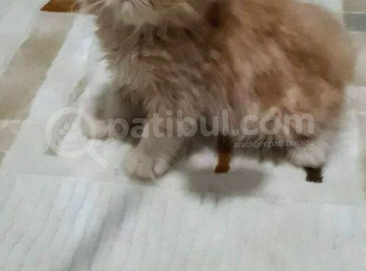 2 Aylık Erkek Dişi İran Kedisi görsel
