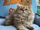 British Longhair Yavrumuz