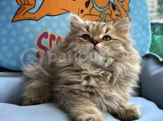 British Longhair Yavrumuz görsel
