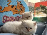 British Longhair Yavrularimiz
