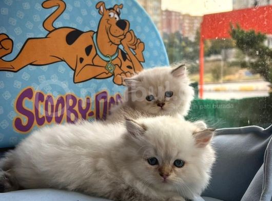 British Longhair Yavrularimiz görsel