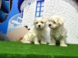 Maltese Terri̇er Yavrusu
