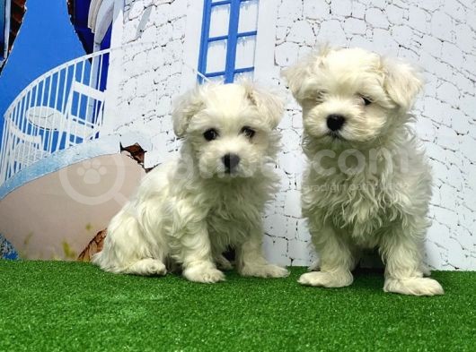 Maltese Terri̇er Yavrusu görsel