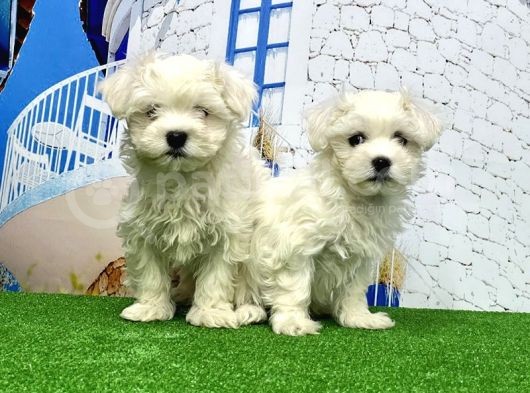 Maltese Terri̇er Yavrusu görsel