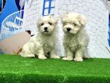 Maltese Terri̇er Yavrusu