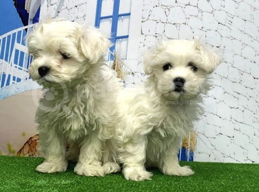 Maltese Terri̇er Yavrusu görsel