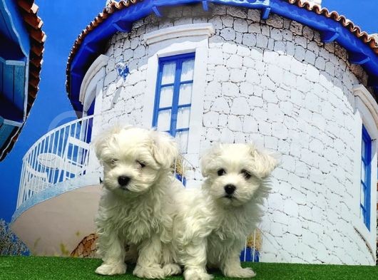 Maltese Terri̇er Yavrusu görsel