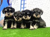 Minyatür Schnauzer Yavrular
