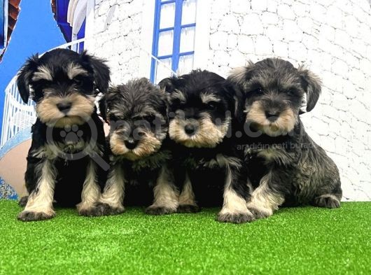Minyatür Schnauzer Yavrular