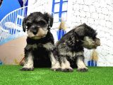 Minyatür Schnauzer Yavrular