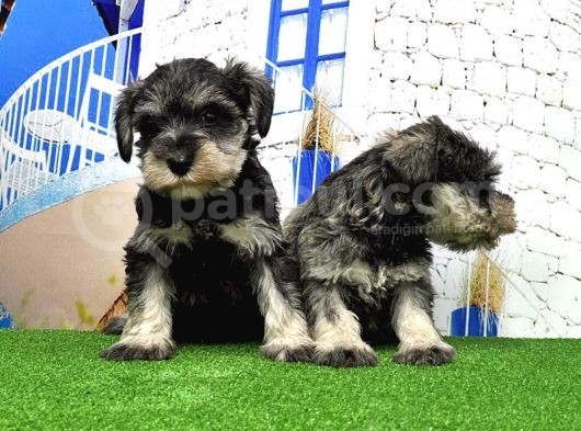 Minyatür Schnauzer Yavrular görsel