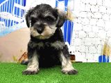 Minyatür Schnauzer Yavrular