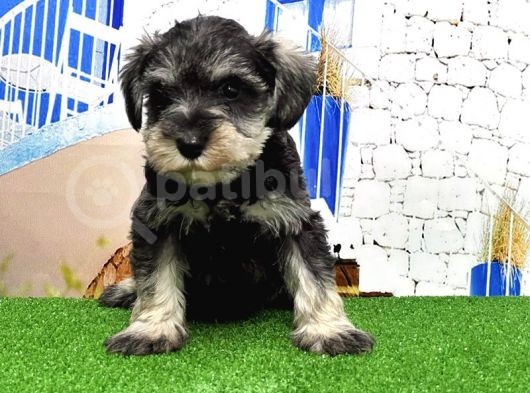 Minyatür Schnauzer Yavrular görsel