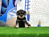 Minyatür Schnauzer Yavrular