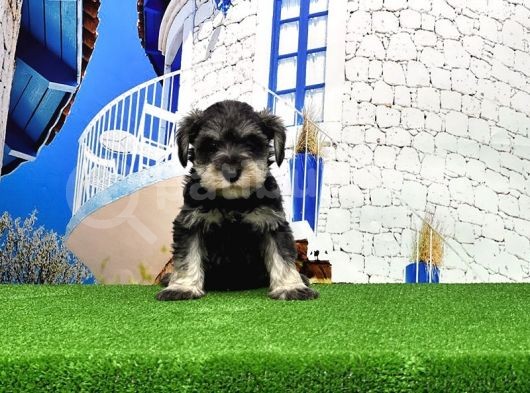 Minyatür Schnauzer Yavrular görsel