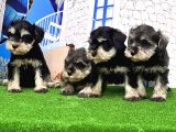 Minyatür Schnauzer Yavrular