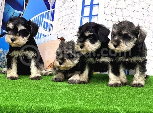 Minyatür Schnauzer Yavrular görsel