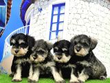 Minyatür Schnauzer Yavrular