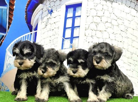 Minyatür Schnauzer Yavrular görsel