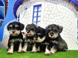 Minyatür Schnauzer Yavrular