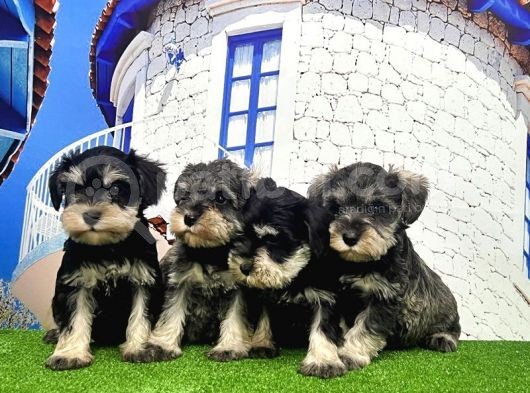 Minyatür Schnauzer Yavrular görsel