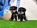 Minyatür Schnauzer Yavrular